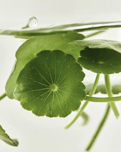 [beauty of Joseon] Light on Serum: Centella + Vita c 30ml